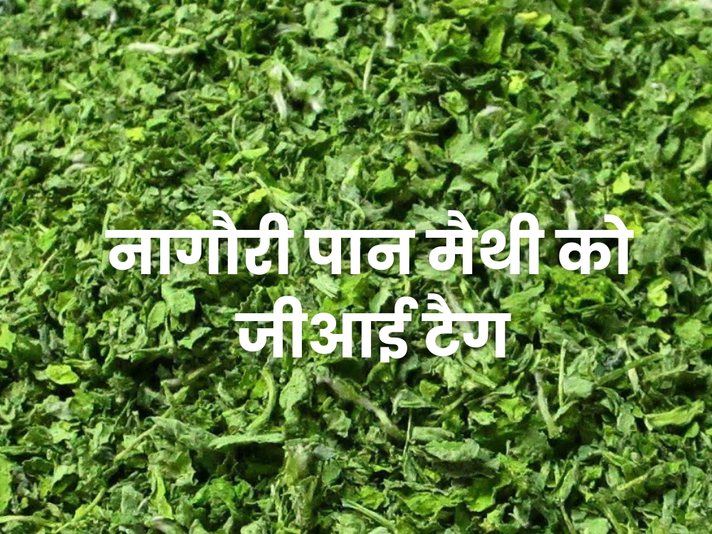 ﻿नागौरी पान मैथी को मिला जीआई टैग ; पाकिस्तान के कसूर से बीज लाकर नागौर में शुरू हुई खेती 